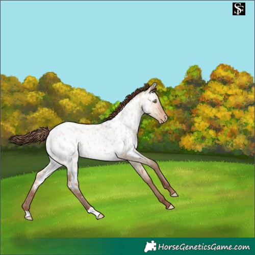 Horse Color:Amber Champagne Dun Appaloosa 