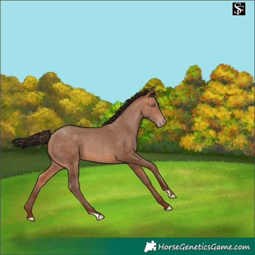 Horse Color:Amber Champagne 