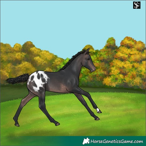 Horse Color:Platinum Brown Appaloosa 
