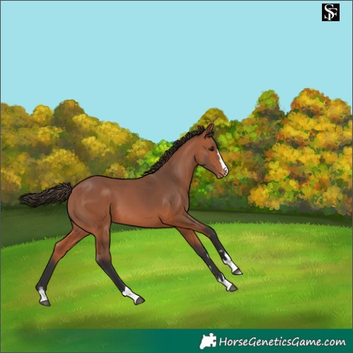 Horse Color:Bay Skewed Appaloosa 