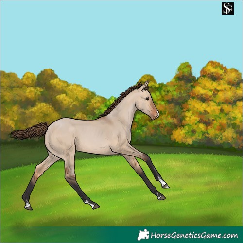 Horse Color:Bay Dun Skewed Appaloosa 