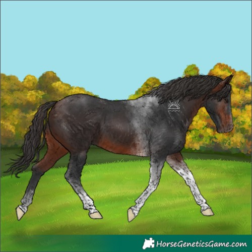 Horse Color:Brown Tobiano 