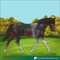 Horse Color:Brown Tobiano 