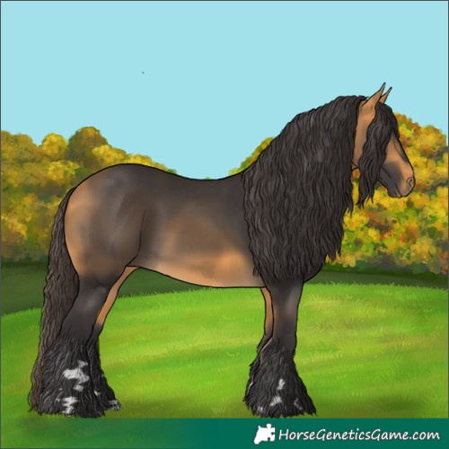 Horse Color:Buckskin 