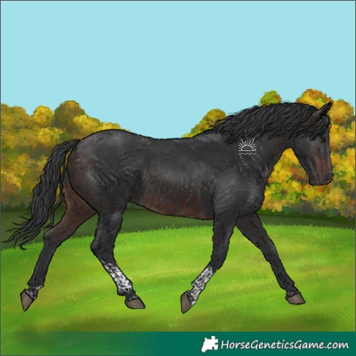 Horse Color:Brown Tobiano 