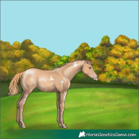Horse Color:White Spotted Gold Champagne 