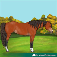 Horse Color:Bay Rabicano 