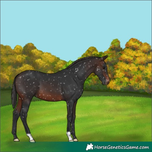 Horse Color:Brown Appaloosa