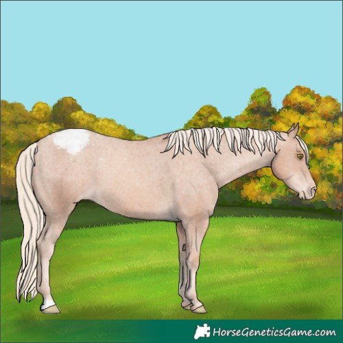 Horse Color:Gold Champagne Appaloosa 