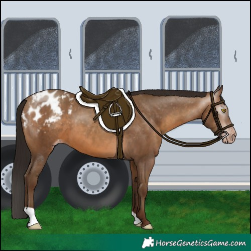 Horse Color:Gray Amber Champagne Appaloosa