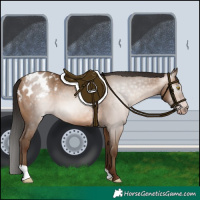 Horse Color:Gray Amber Champagne Varnish