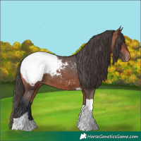 Horse Color:Bay Tobiano Appaloosa