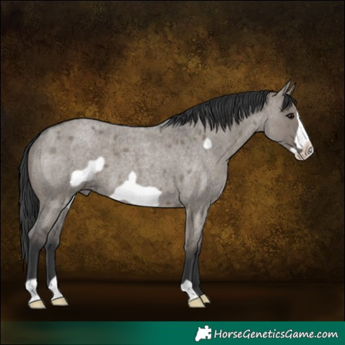 Horse Color:Grullo Roan Frame