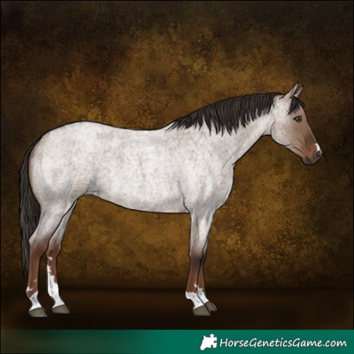 Horse Color:Liver Red Dun Roan Rabicano 