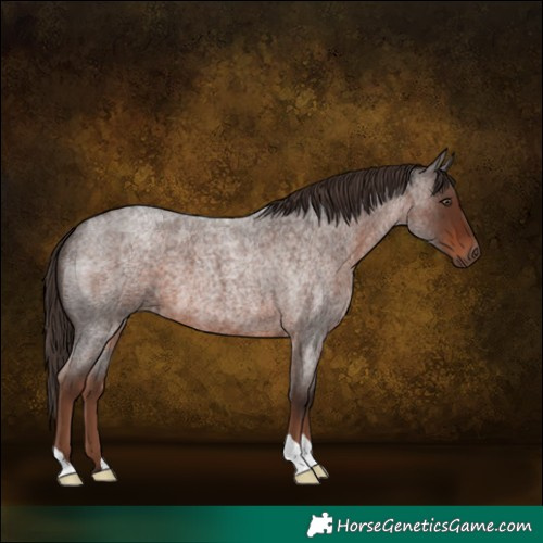 Horse Color:Liver Red Roan