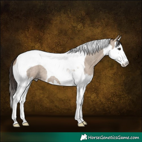 Horse Color:Liver Red Dun Roan Splash Tobiano 