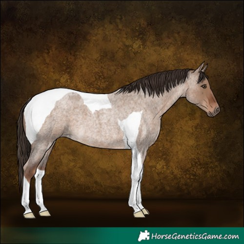Horse Color:Liver Red Dun Roan Tobiano 