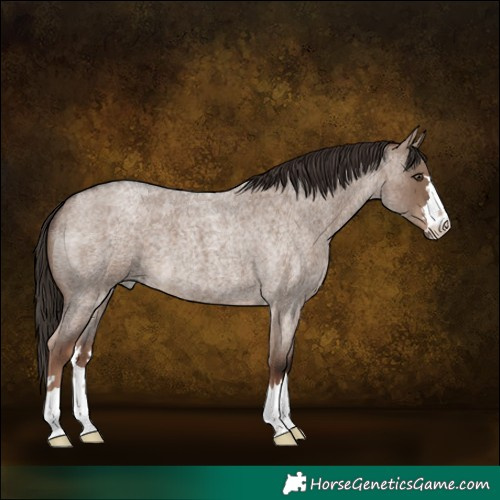 Horse Color:Liver Red Dun Roan
