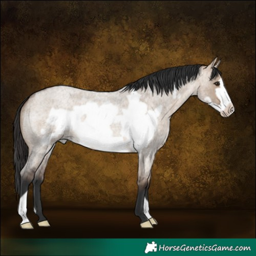 Horse Color:Brown Roan Dun Frame