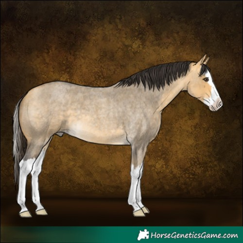 Horse Color:Buckskin Roan Dun Splash 