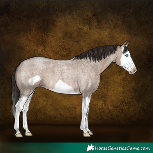 Horse Color:Liver Red Dun Roan Splash Frame 