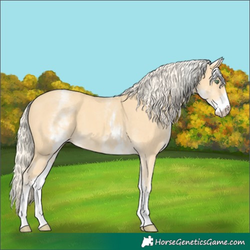 Horse Color:White Spotted Gold Cream Champagne 