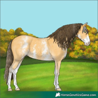 Horse Color:White Spotted Amber Cream Champagne Sabino Rabicano 