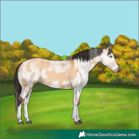 Horse Color:Bay Dun Splash and White Spotted Bay Dun