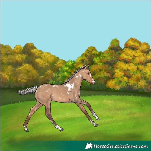 Horse Color:White Spotted Silver Bay Dun 