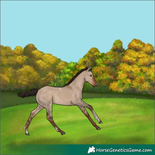 Horse Color:Powder White Liver Red Dun 