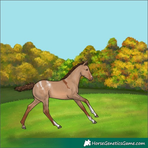 Horse Color:Powder White Red Dun 