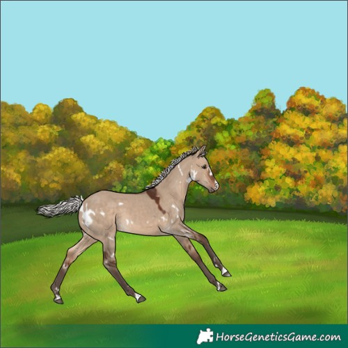 Horse Color:White Spotted Silver Brown Dun 