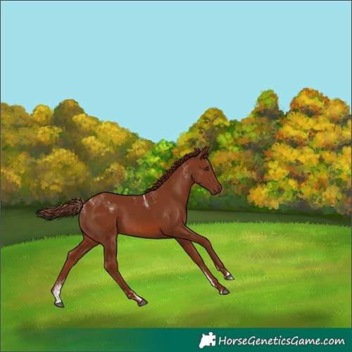 Horse Color:Powder White Chestnut