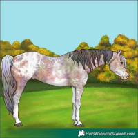 Horse Color:Nacre White Spotted Bay Ice Appaloosa 