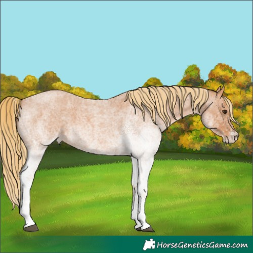 Horse Color:White Spotted Red Roan 