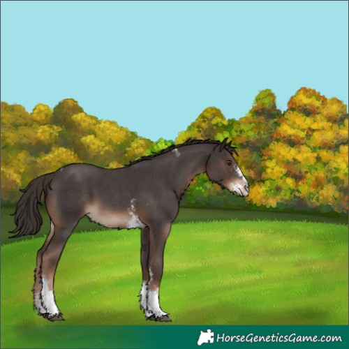 Horse Color:Liver Chestnut Sabino Tobiano 