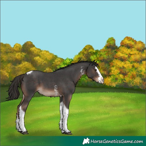 Horse Color:Liver Chestnut Sabino Splash Tobiano 