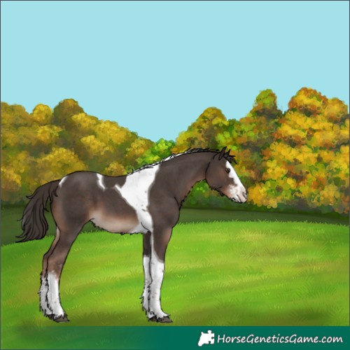 Horse Color:Liver Chestnut Sabino Splash Tobiano 