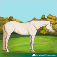 Horse Color:Perlino Dun 