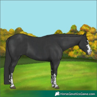 Horse Color:Black and Black