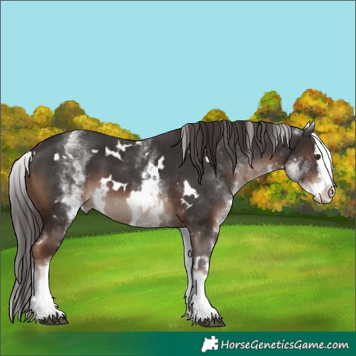 Horse Color:White Spotted Liver Chestnut Splash 