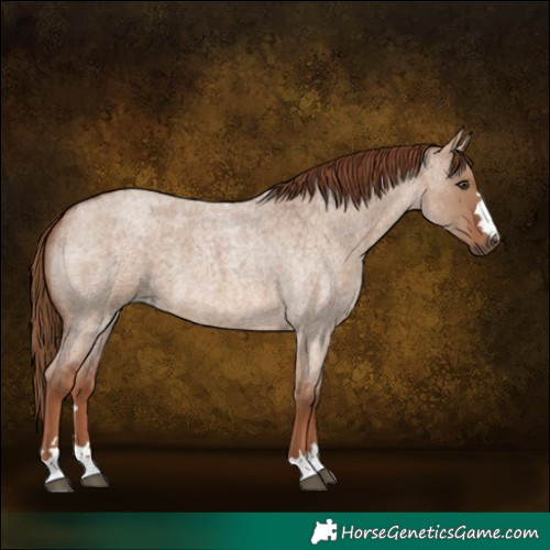 Horse Color:Red Dun Roan 