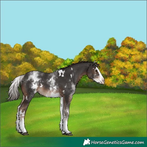 Horse Color:White Spotted Liver Chestnut Splash 
