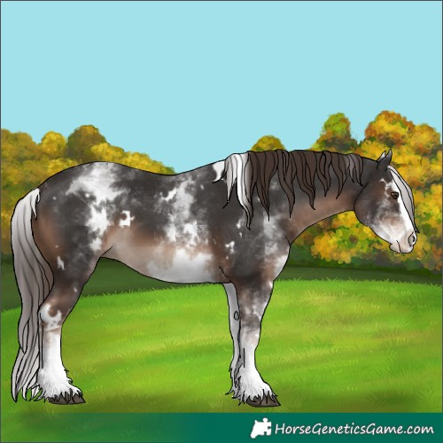 Horse Color:White Spotted Liver Chestnut Splash 