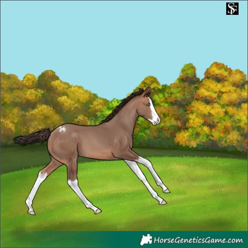 Horse Color:Sable Champagne Splash Varnish 