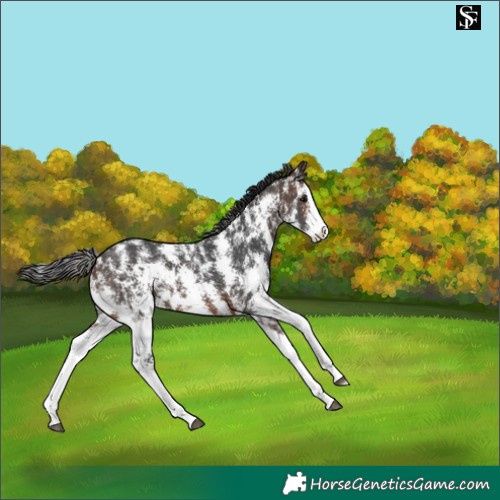 Horse Color:Brown Sabino Splash Varnish 