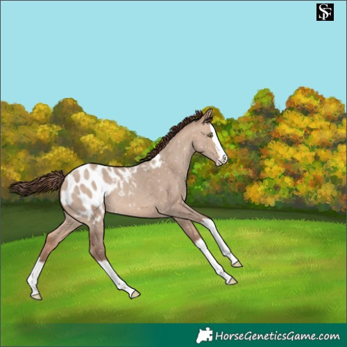 Horse Color:Sable Champagne Dun Splash Blanket 