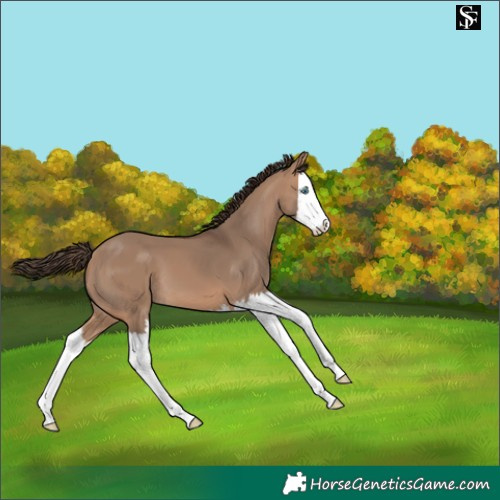 Horse Color:Bay Dun Splash Varnish 