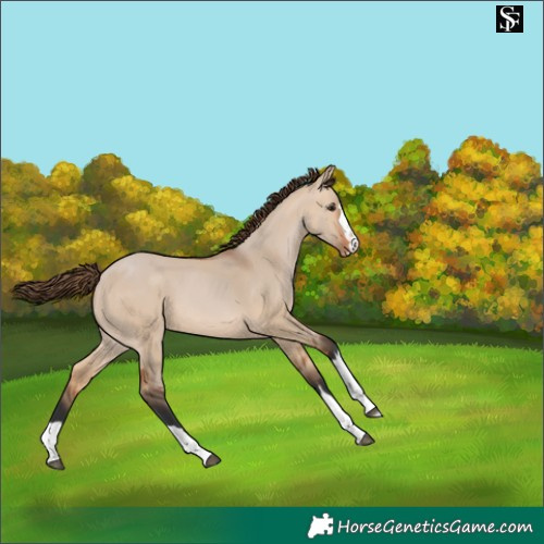 Horse Color:Bay Dun Skewed Appaloosa 