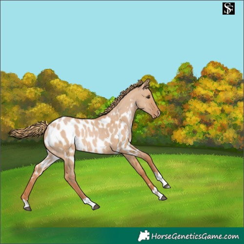 Horse Color:Red Dun Skewed Appaloosa 